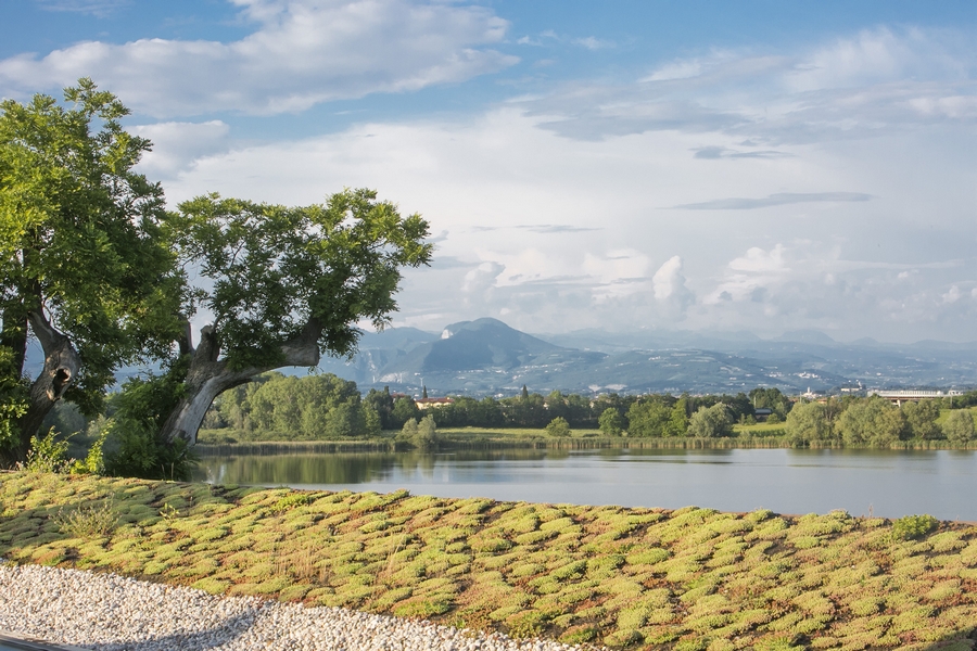 frassino-5